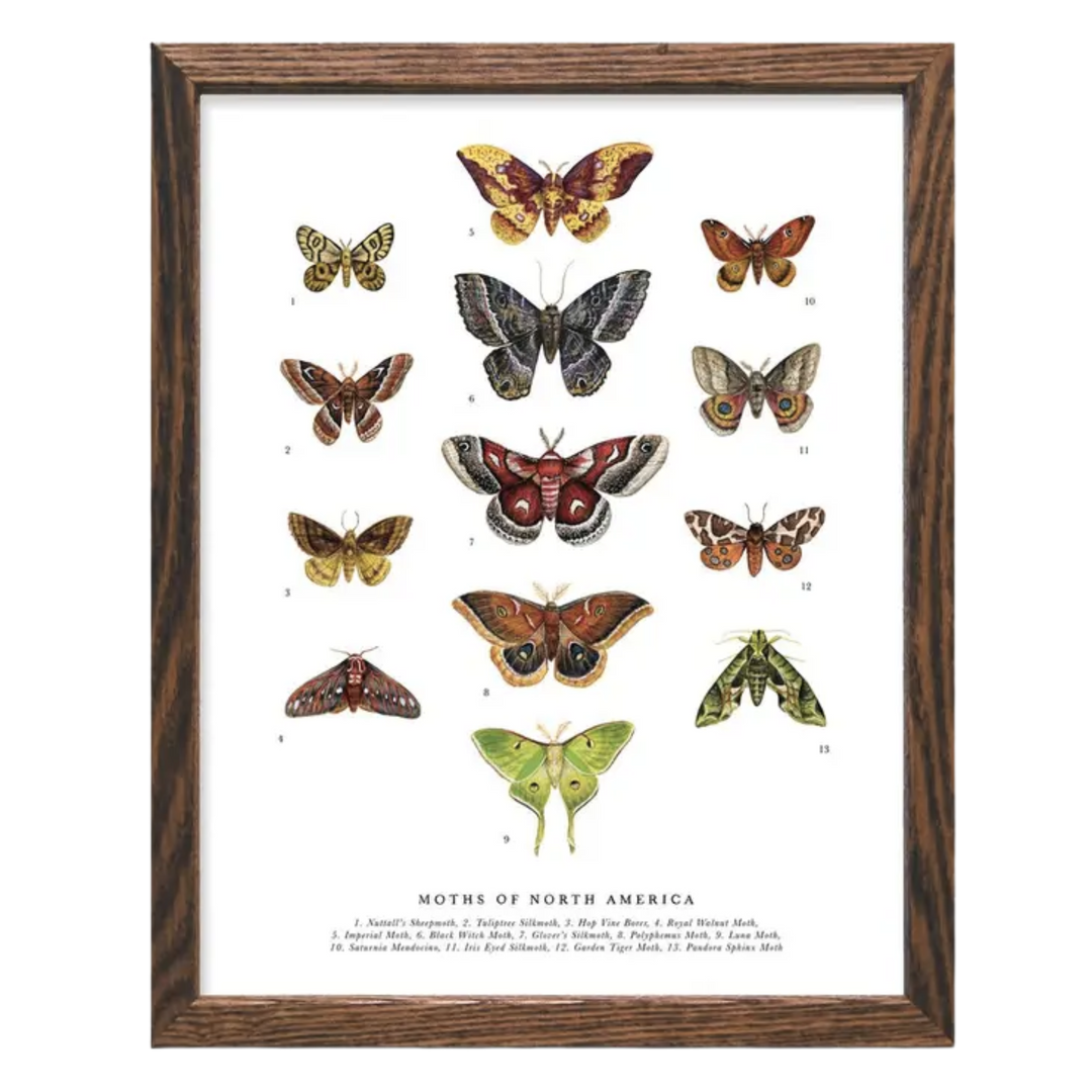 Moths of North America Art Print