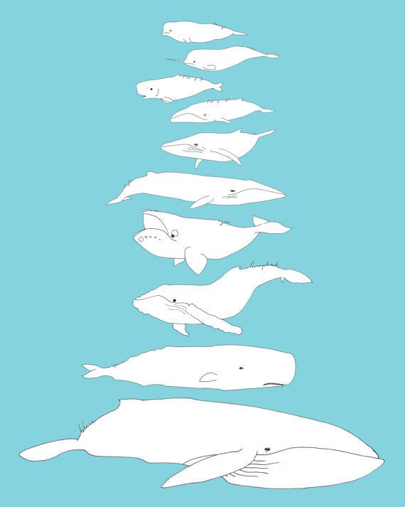 Stack O' Whales 8" x 10" Print