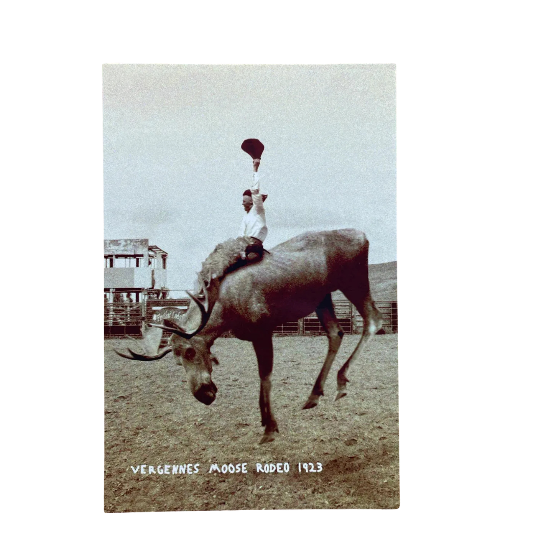 Vergennes Moose Rodeo Animal Postcard