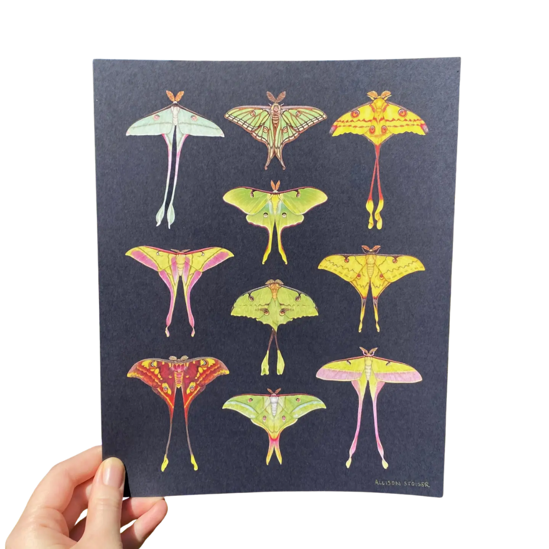 Moon Moths of the World Art Print (8"x10")