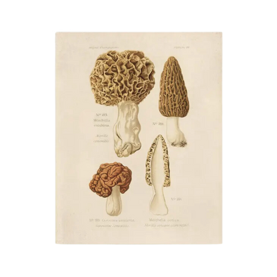 Vintage Morels Mushroom Print