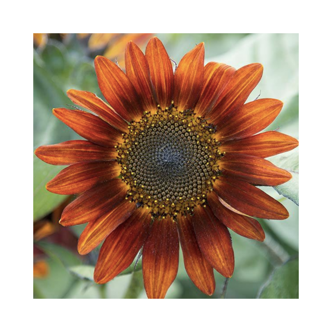 Medium Red Sunflower 1/16 oz.