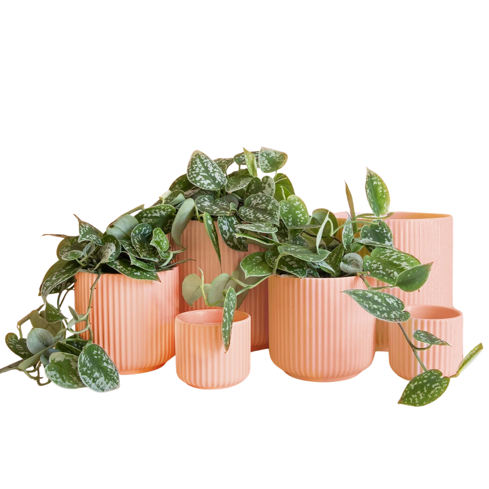 Lucy Pot - Petal Pink