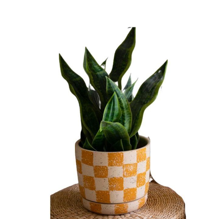 Checkered Clay Planter with Tray