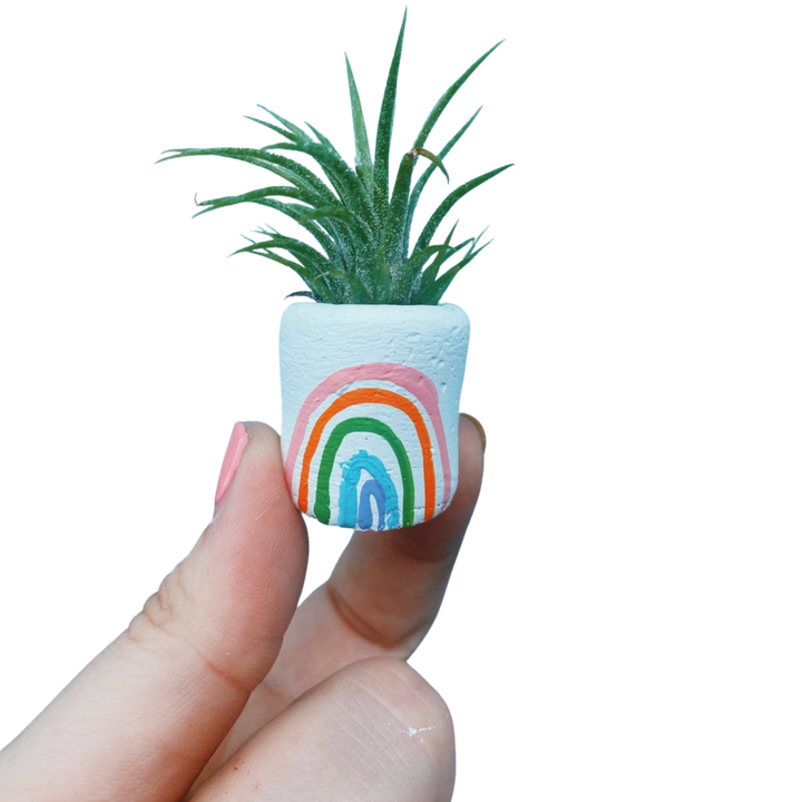 Mini Plant Pot with Air Plant