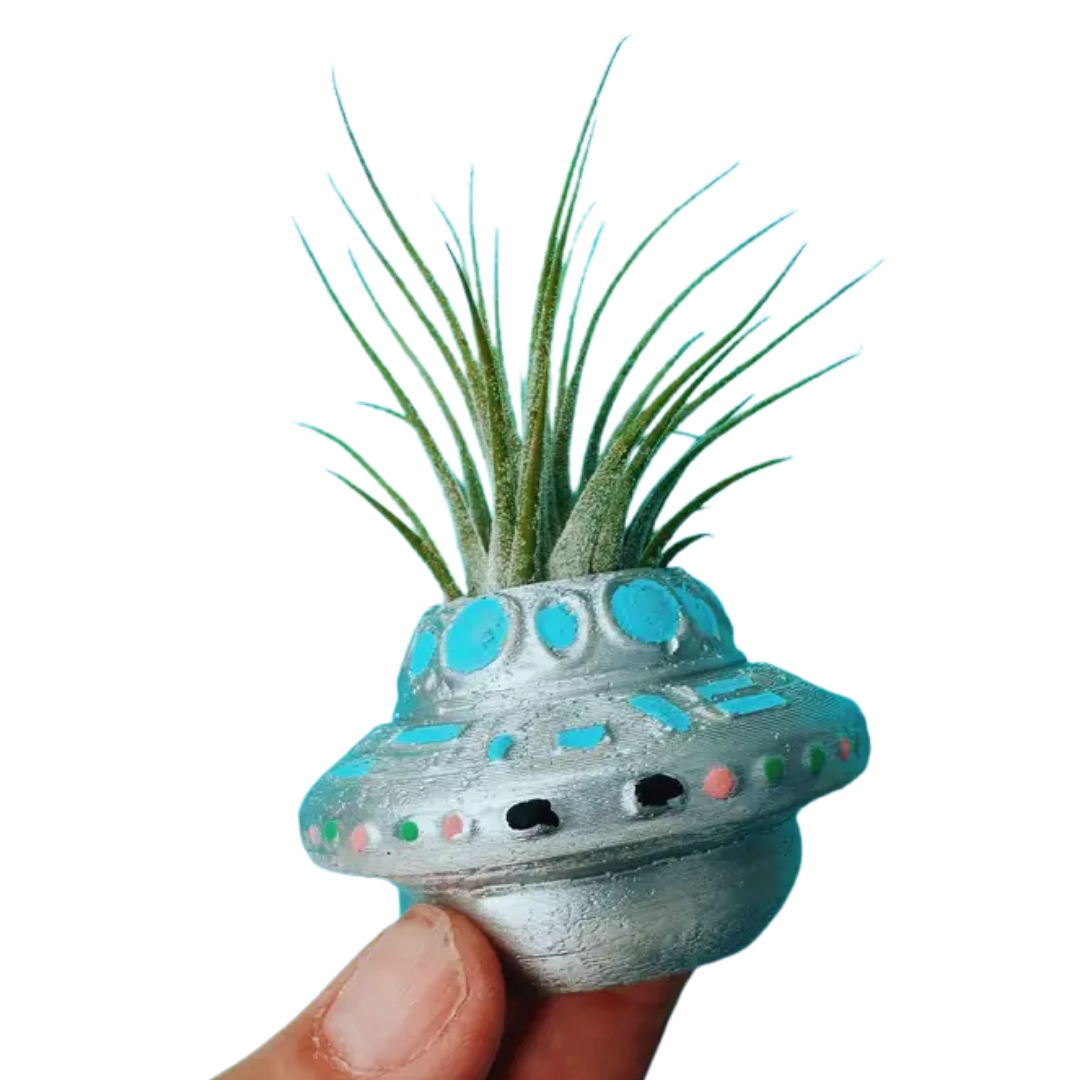 Mini Plant Pot with Air Plant