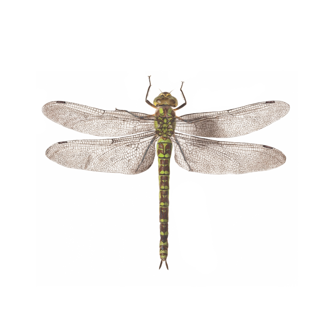 Dragonfly Tattoo Pair