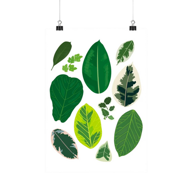 Ficus Species - Botanical Houseplant Art Print