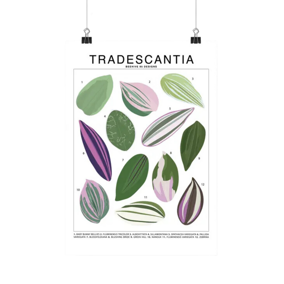 Tradescantia Species Id Chart Botanical Houseplant Art Print