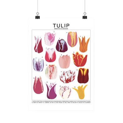 Tulip Species Id Chart - Botanical Floral Art Print