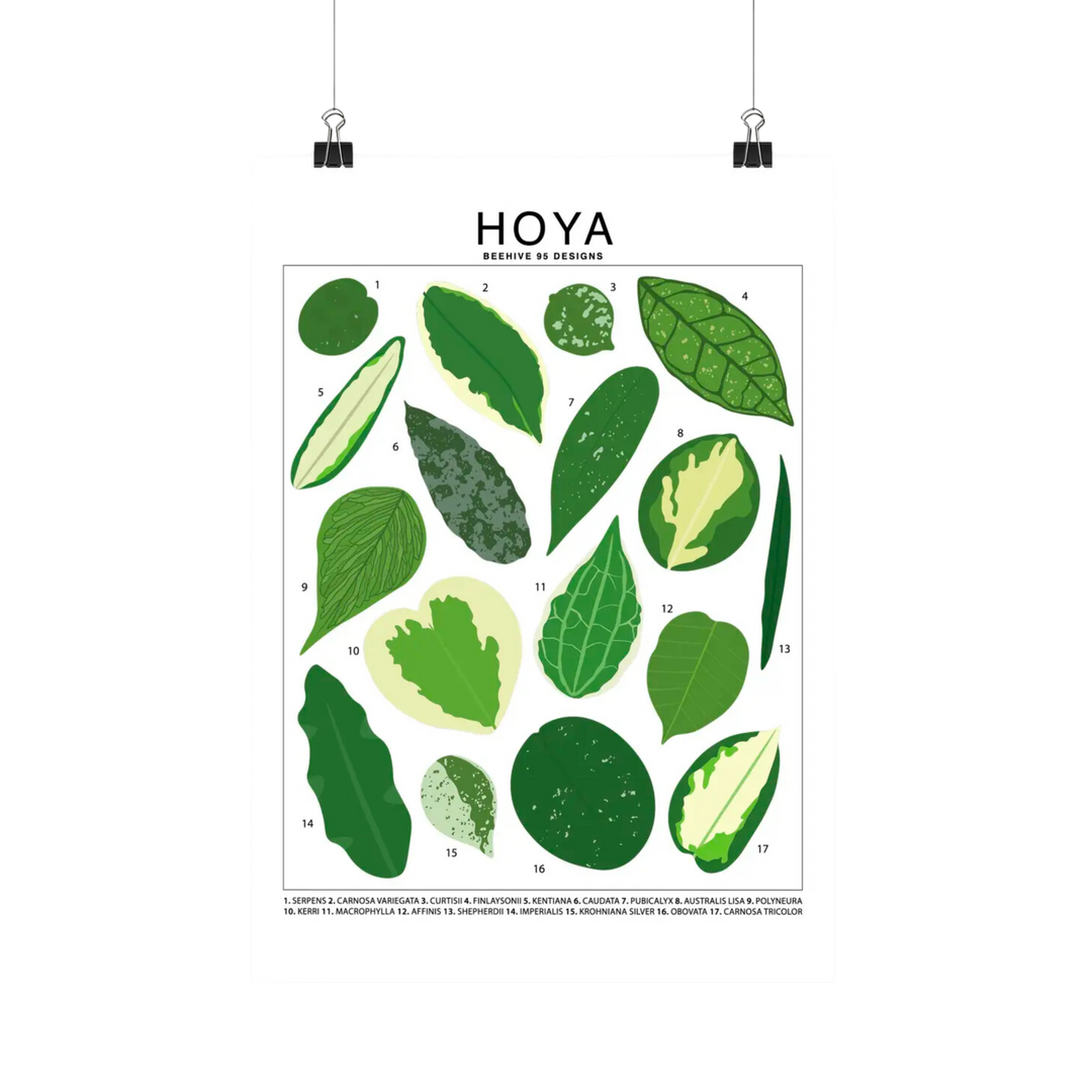 Hoya Species Id Chart - Botanical Houseplant Art Print