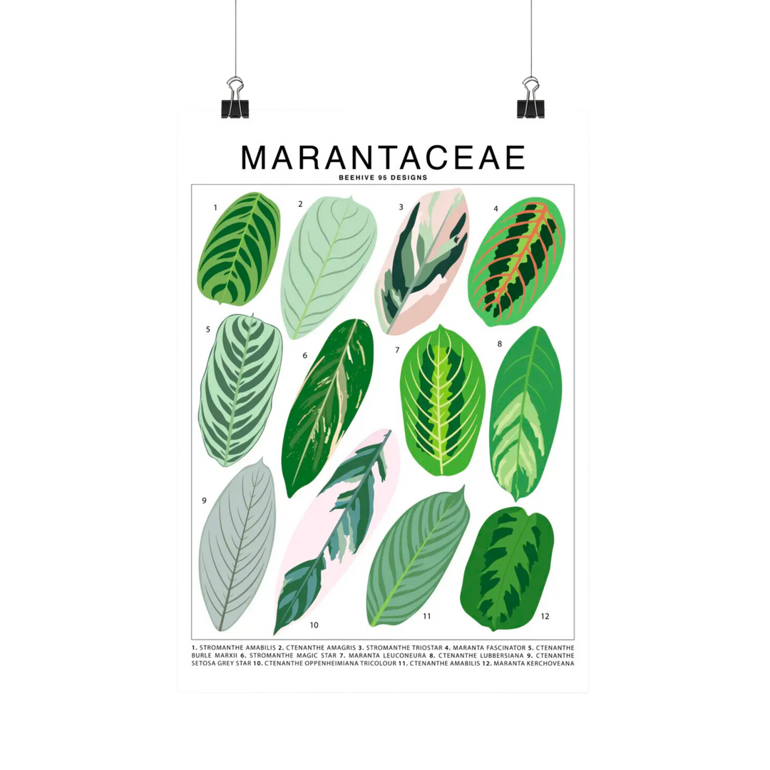 Marantaceae Species Id Chart -Botanical Houseplant Art Print