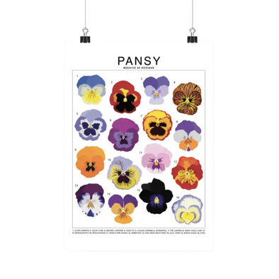 Pansy Species Id Chart - Botanical Floral Art Print