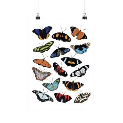 Nymphalidae (Butterfly) Species Insects Art Print