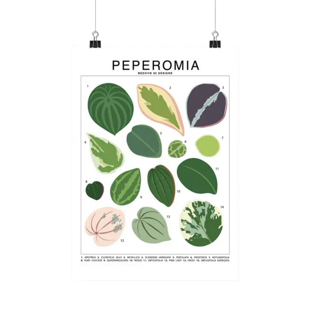 Peperomia Species Id Chart - Botanical Houseplant Art Print