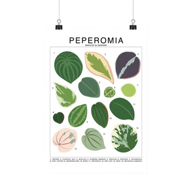 Peperomia Species Id Chart - Botanical Houseplant Art Print