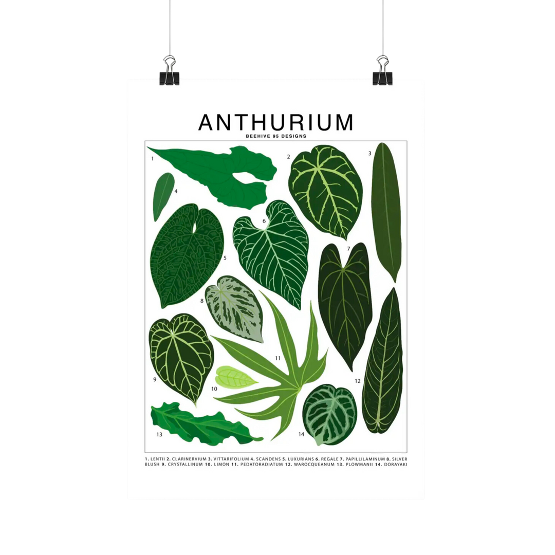 Anthurium Species Id Chart - Botanical Houseplant Art Print