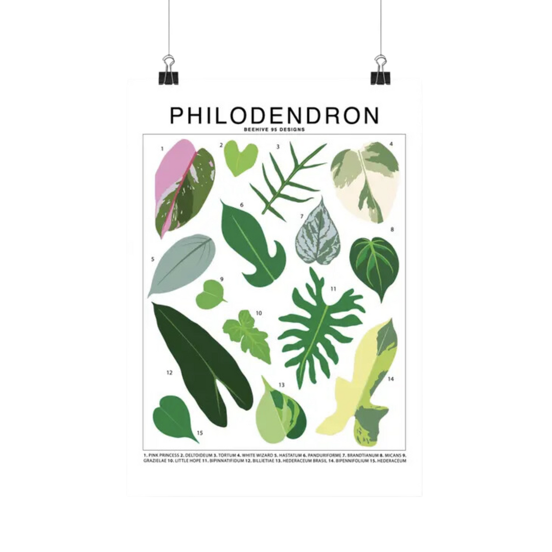 Philodendron Species Id Chart Botanical Houseplant Art Print