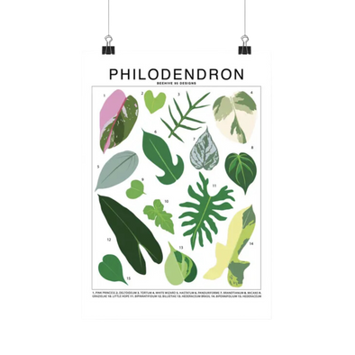 Philodendron Species Id Chart Botanical Houseplant Art Print
