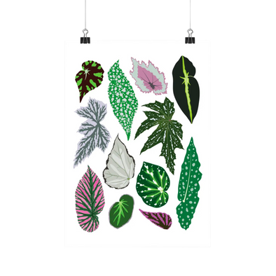 Begonia Species - Botanical Houseplant Art Print