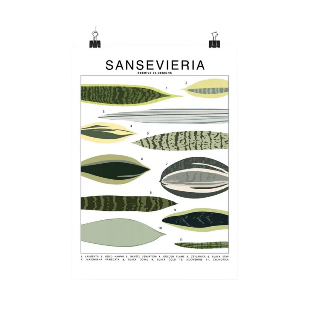 Sansevieria Species Id Chart Botanical Houseplant Art Print