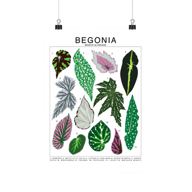 Begonia Species Id Chart - Botanical Houseplant Art Print