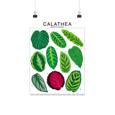 Calathea Species Id Chart - Botanical Houseplant Art Print