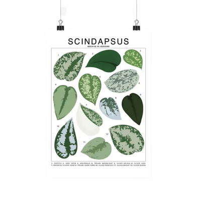 Scindapsus Species Id Chart - Botanical Houseplant Art Print