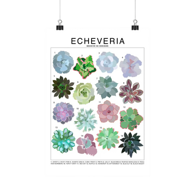 Echeveria Species Id Chart - Houseplant Succulent Art Print