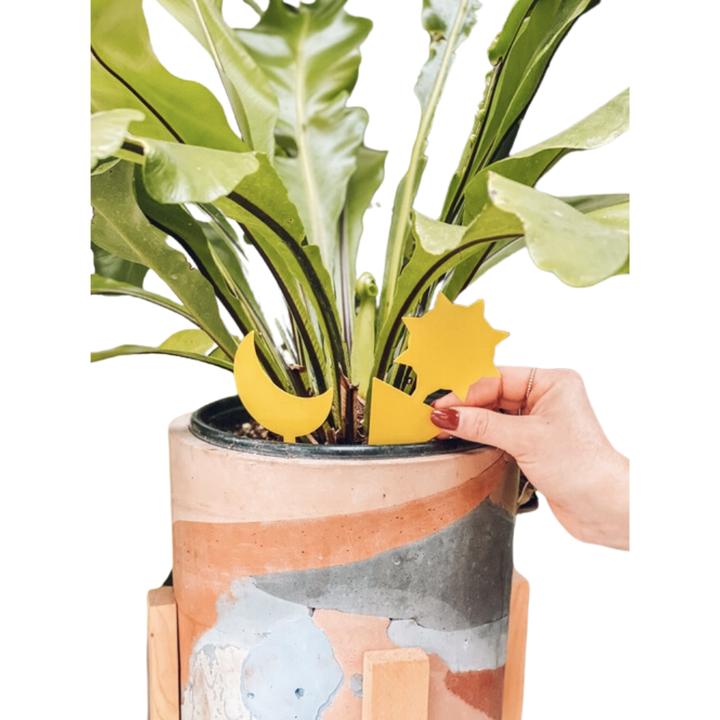 Sticky Traps for Indoor Houseplants