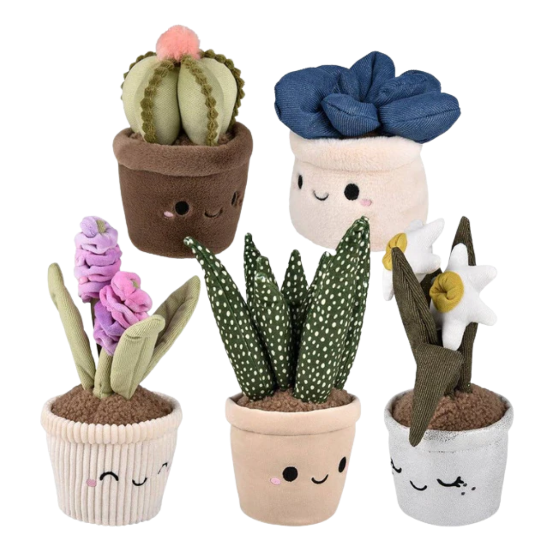 Plush Succulent