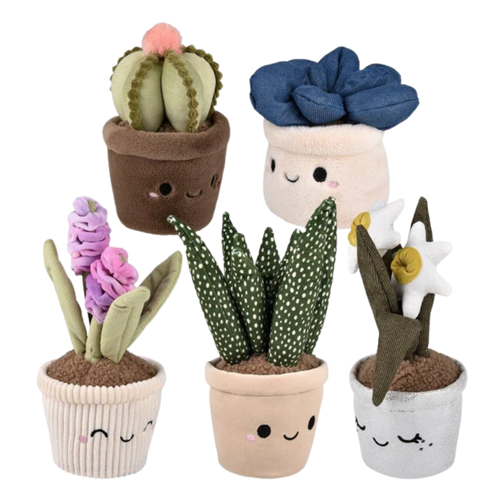 Plush Succulent