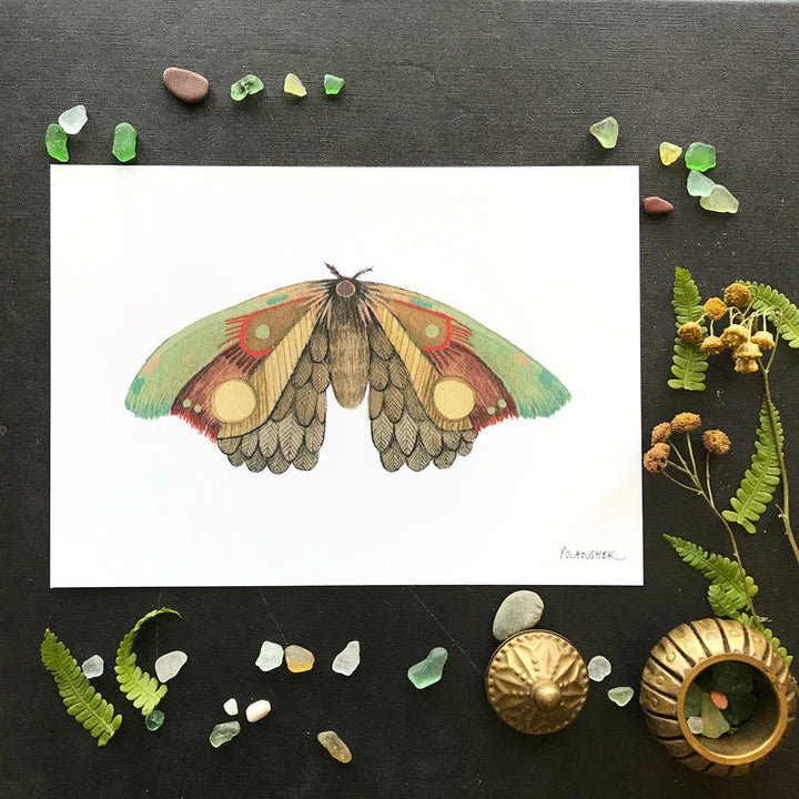 Collector: Moth 12 - Art Print