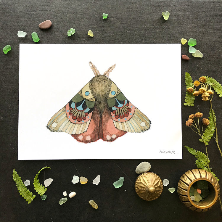 Collector: Moth 3 - Art Print