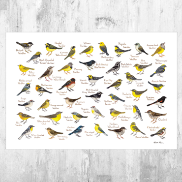 Warblers of North America 13x19 Print