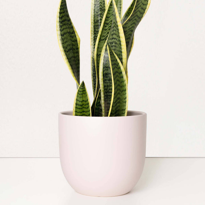Pink Contour Ceramic Planter