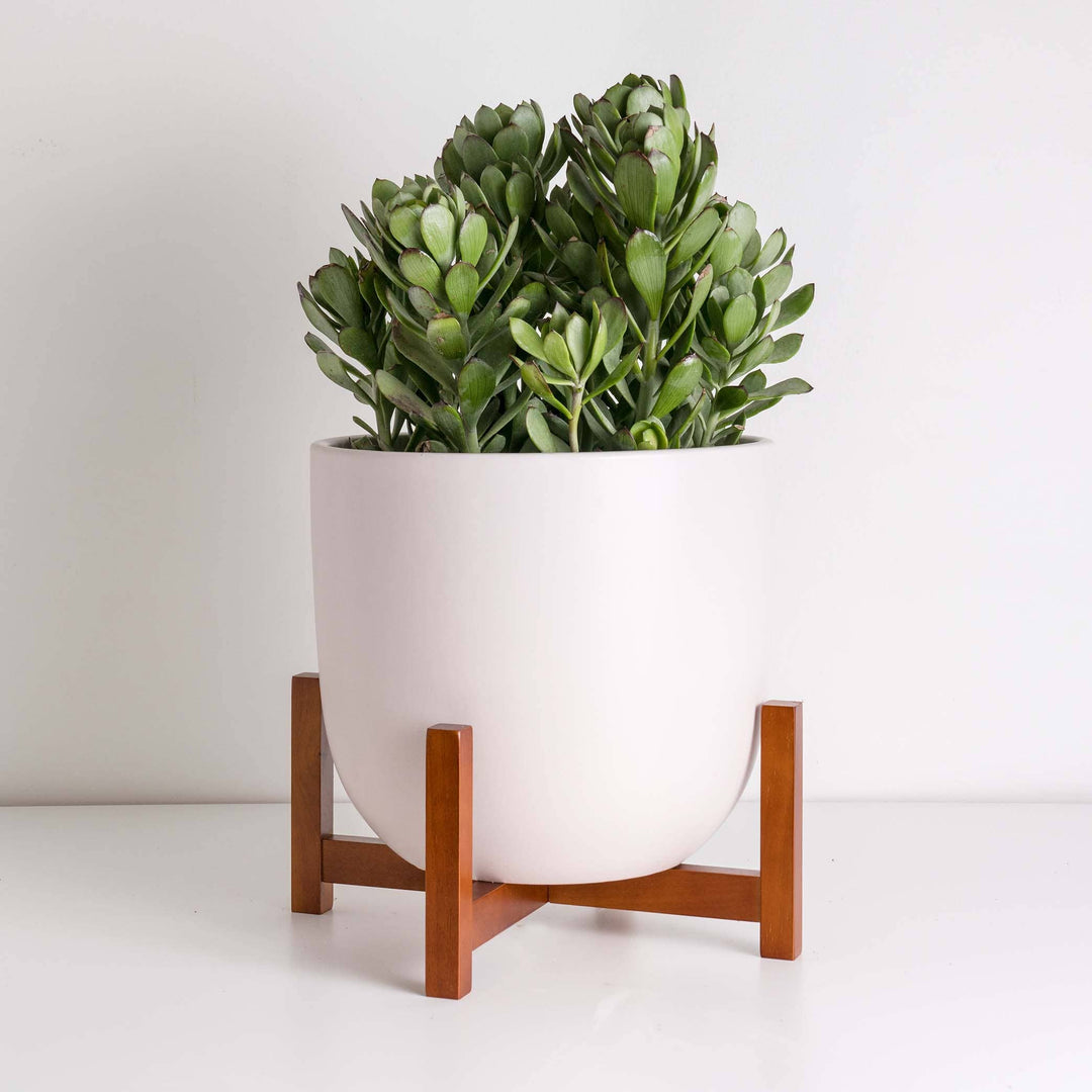 Contour Ceramic Planter + Medium Wood Stand Soft Pink