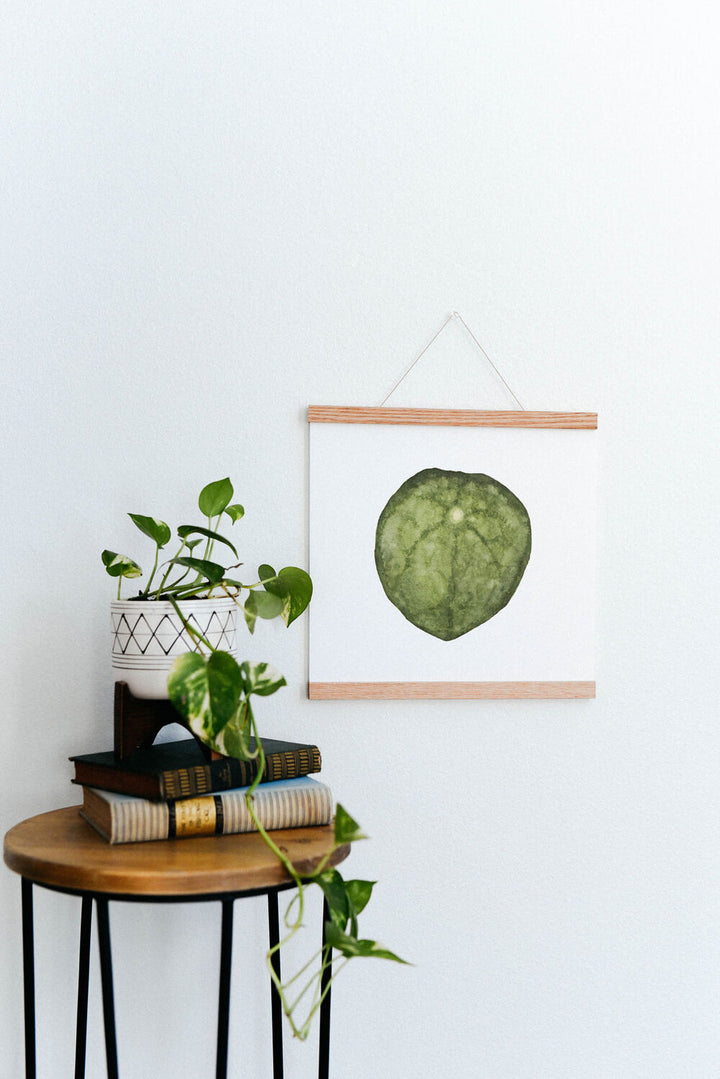 Chinese Money Houseplant Art Print