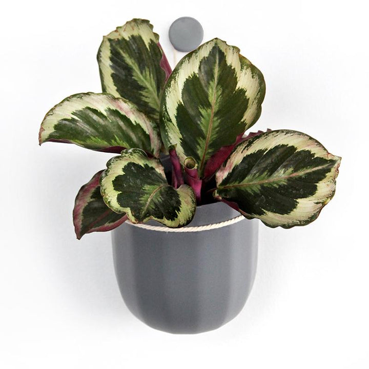 Loop Hanging Eco Planter