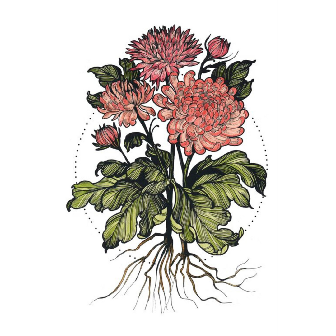 Chrysanthemum Print