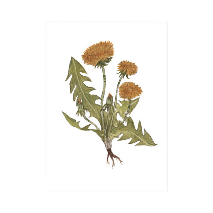 Collector: The Dandelions - Greeting Card