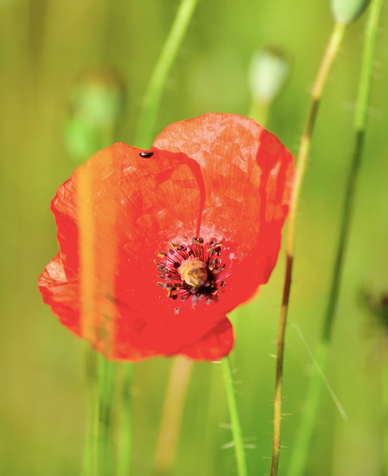Waxed Planter- Champagne Poppies Indoor Garden Kit