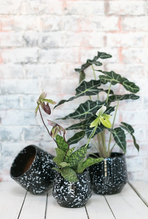 Nightfall Pot