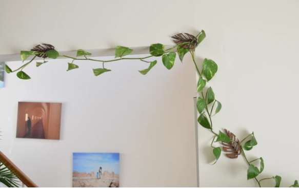 Monstrella- Wall Mounted Trellis