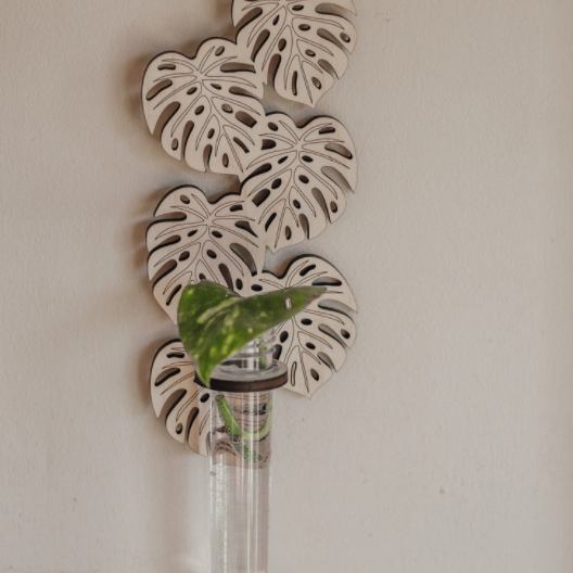 Climbing Monstera Hanging Propagation Station