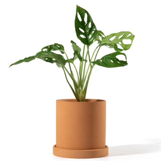 4.5 Inch Terracotta Cylinder Planter Saucer