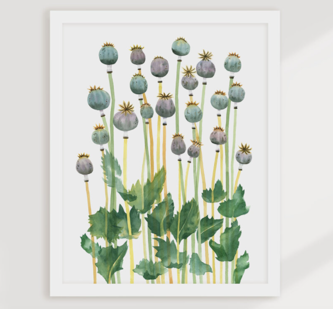 Poppy Pods Art Print