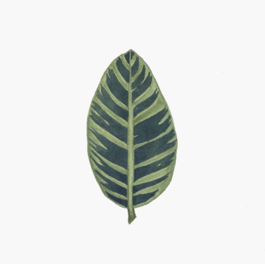 Zebra Plant Art Print