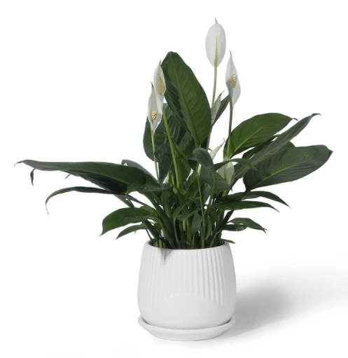 4.5 Inch Matte White Ceramic Plant Pot