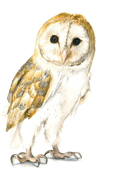 Barn Owl 5x7 Art Print